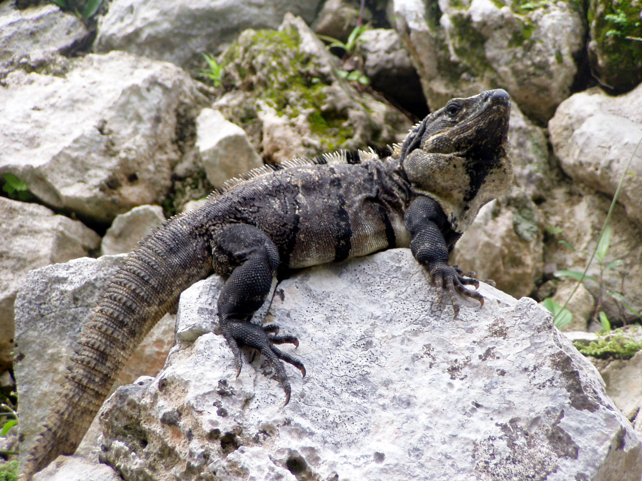 Tapeta leguan