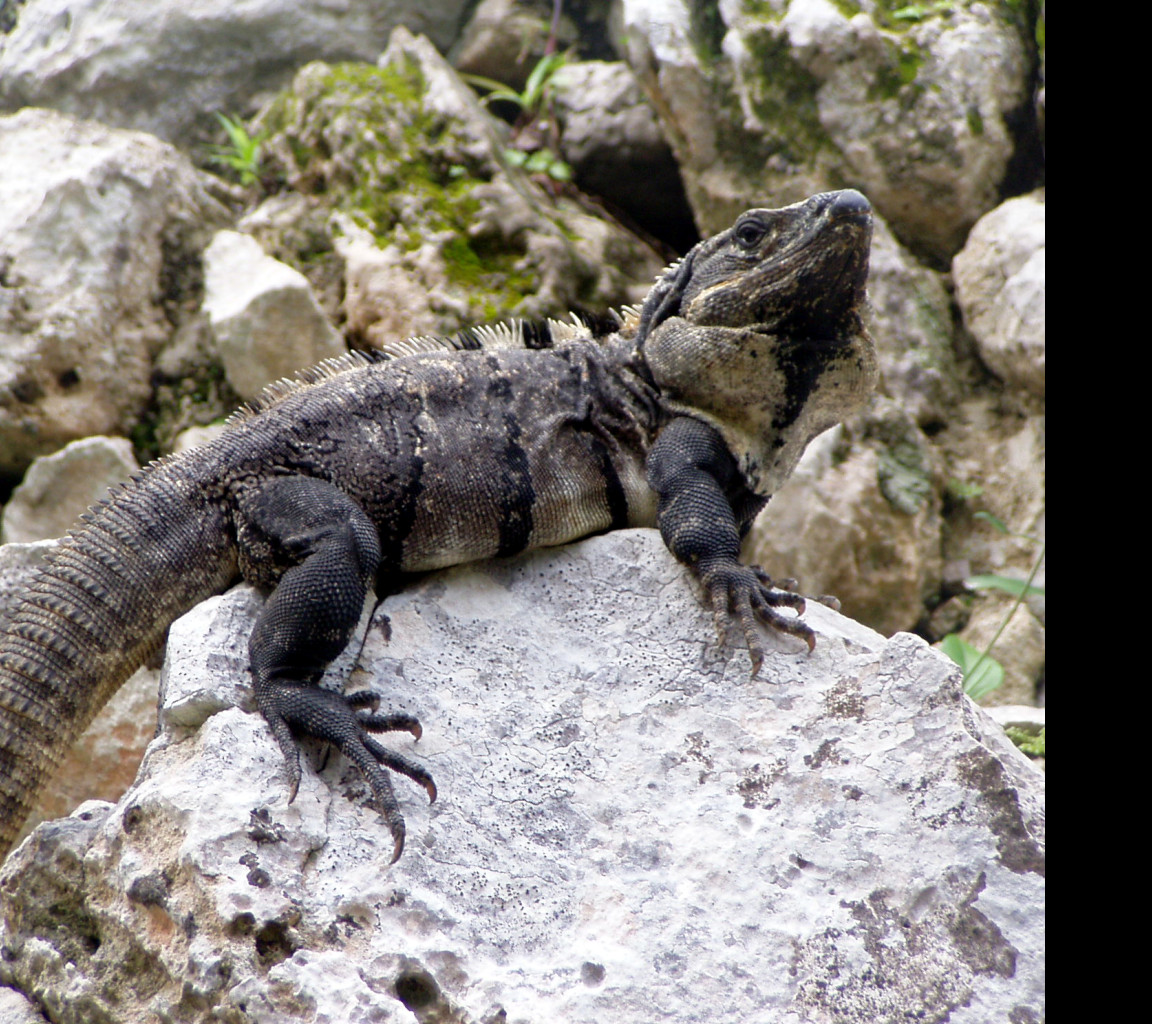 Tapeta leguan