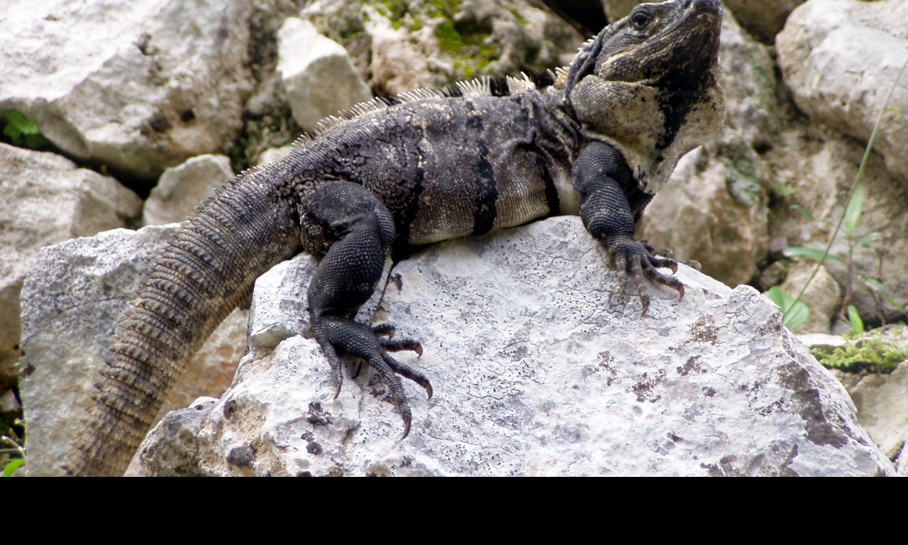 Tapeta leguan