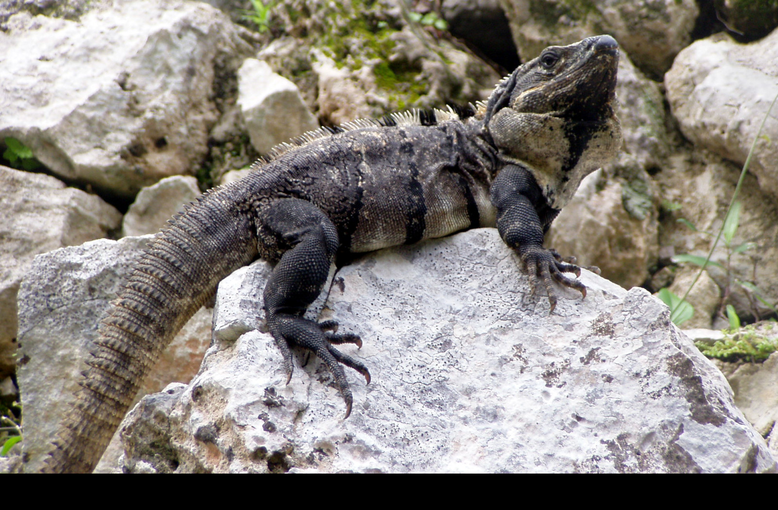 Tapeta leguan