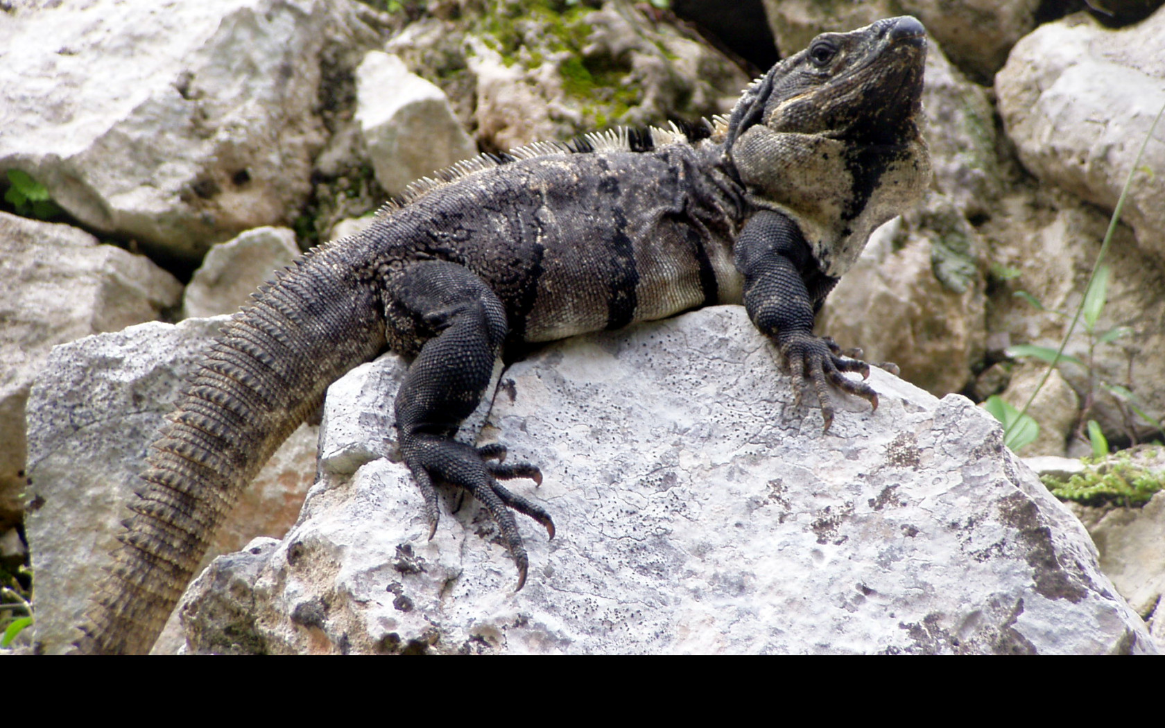 Tapeta leguan