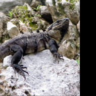 Tapeta leguan