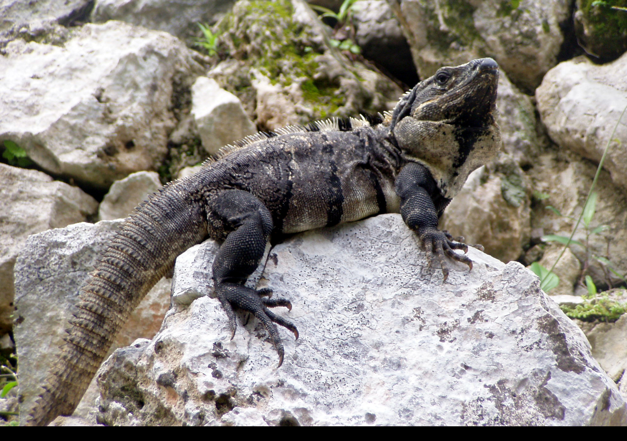 Tapeta leguan