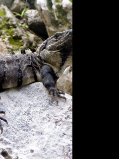 Tapeta leguan