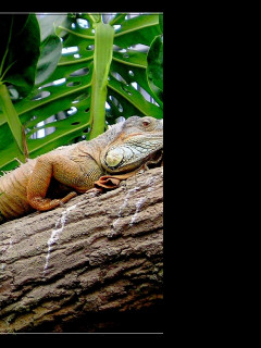 Tapeta leguan_v_zoo_lesna