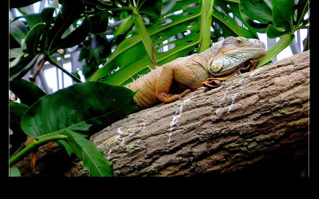 Tapeta leguan_v_zoo_lesna