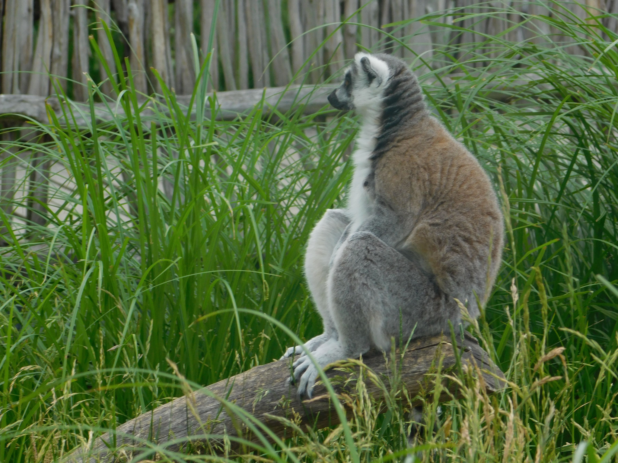 Tapeta lemur_sedici