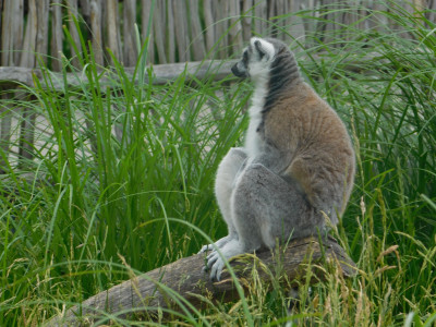 Tapeta: Lemur sedc