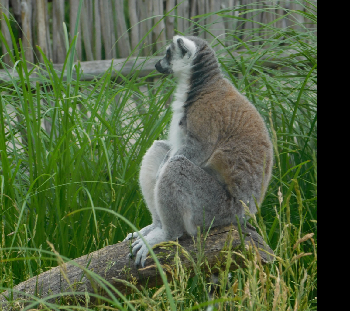 Tapeta lemur_sedici