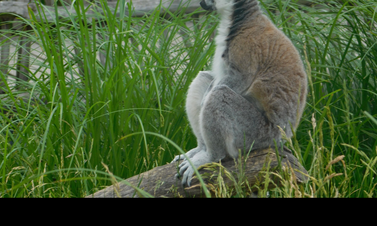 Tapeta lemur_sedici