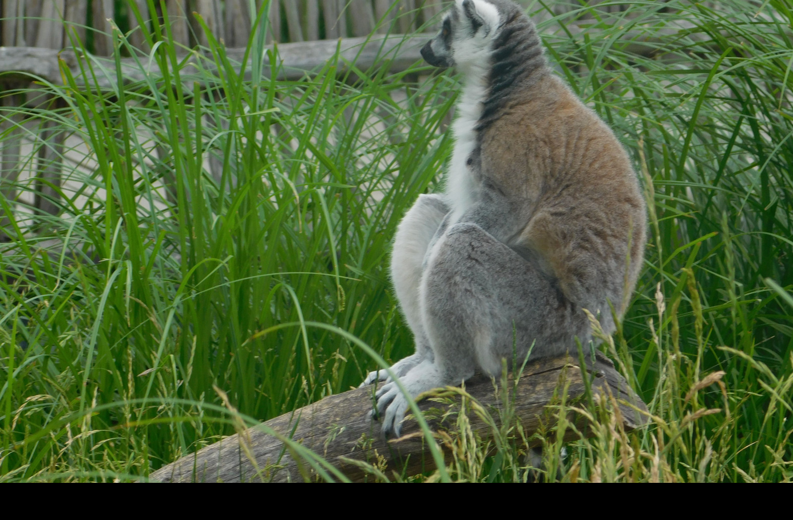 Tapeta lemur_sedici