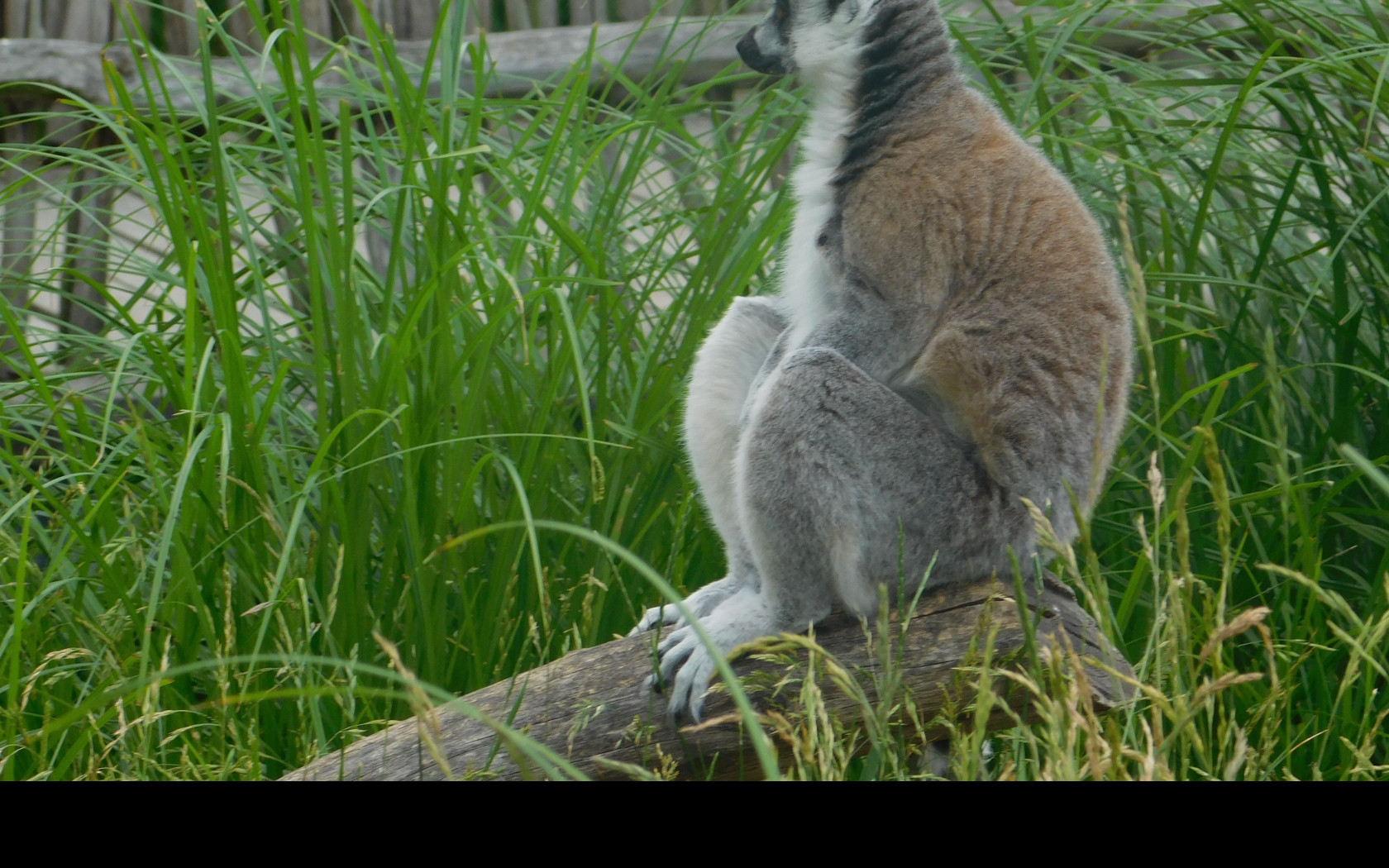 Tapeta lemur_sedici