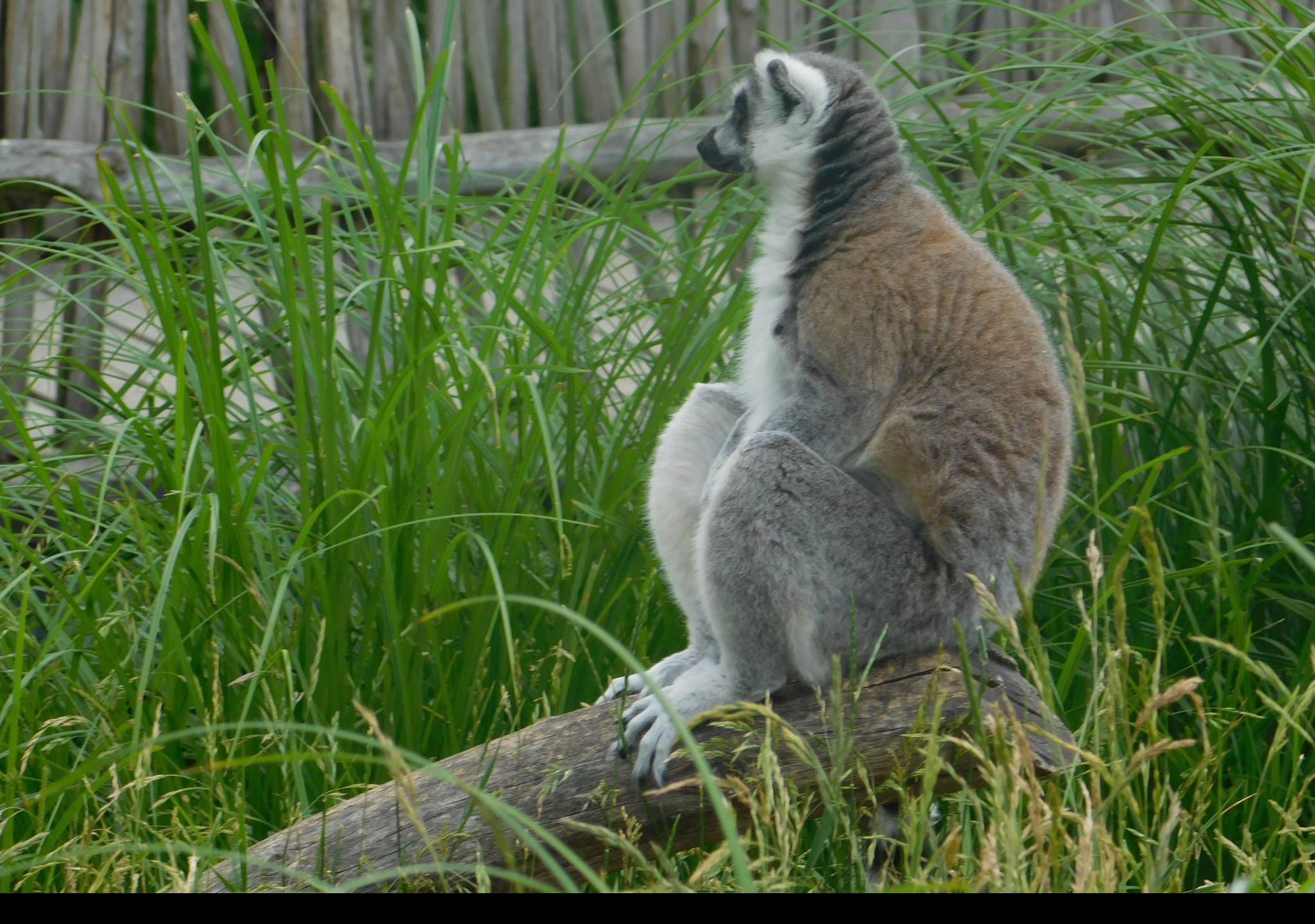 Tapeta lemur_sedici