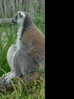 Tapeta lemur_sedici