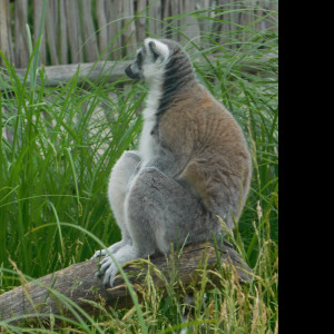 Tapeta lemur_sedici