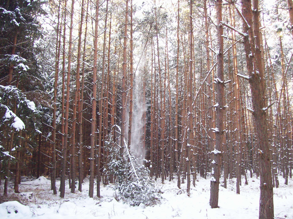 Tapeta les_v_zime_3