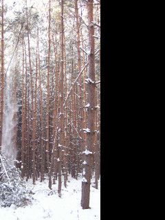 Tapeta les_v_zime_3