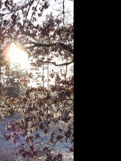 Tapeta les_v_zime_4