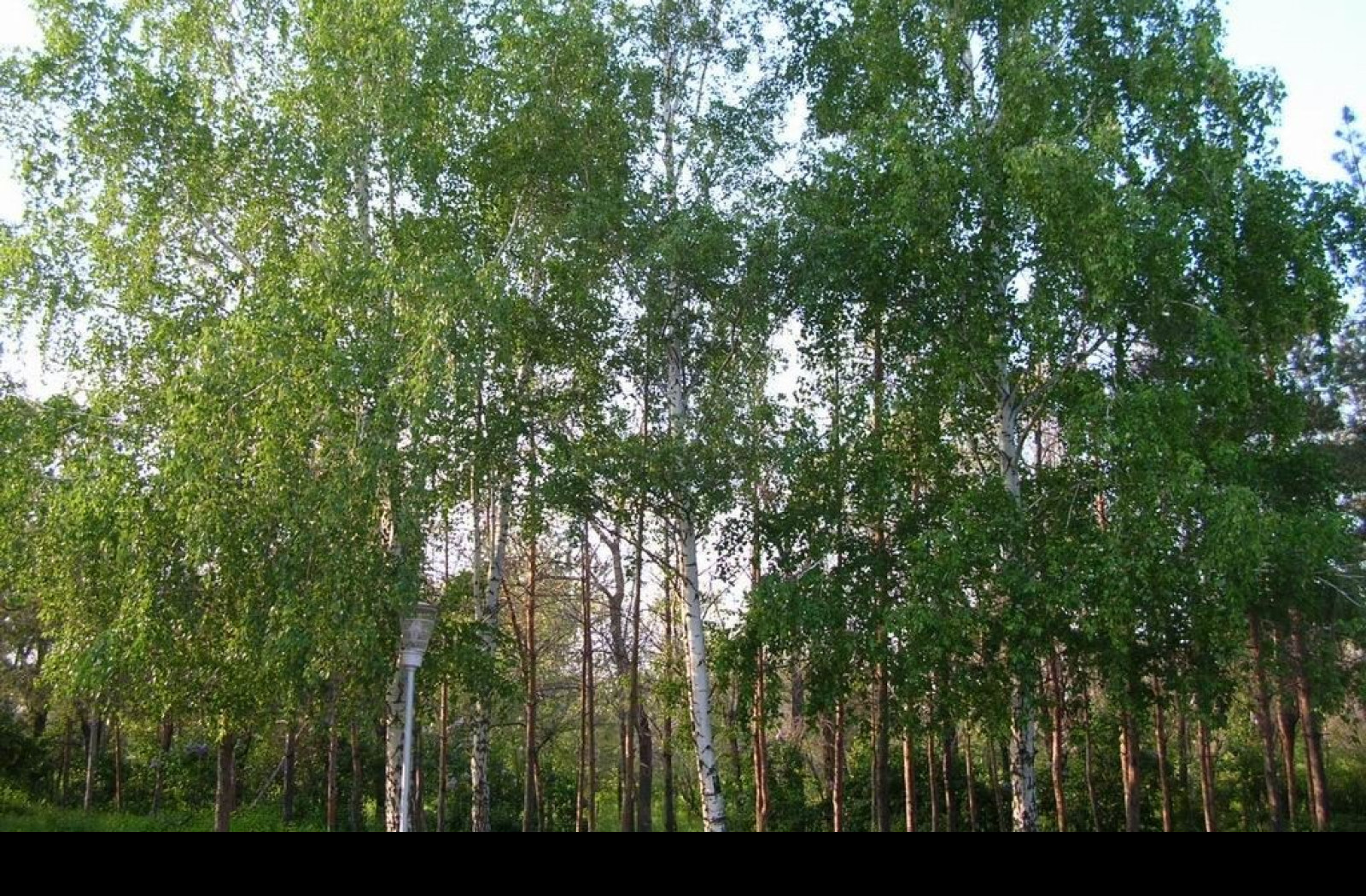 Tapeta lesniporosthorsky14
