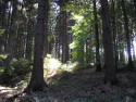 Tapeta Lesy nad Kuninou 04