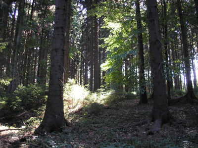 Tapeta: Lesy nad Kuninou 04
