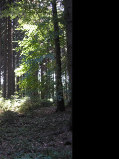 Tapeta lesy_nad_kuncinou_04