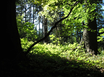 Tapeta: Lesy nad Kuninou 09