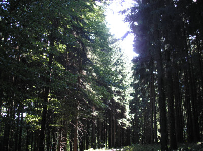Tapeta: Lesy nad Kuninou 17