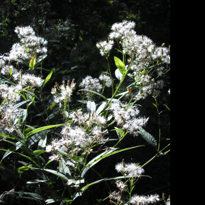 Tapeta lesy_nad_kuncinou_28