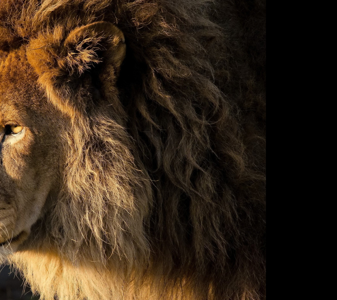 Tapeta lev_13