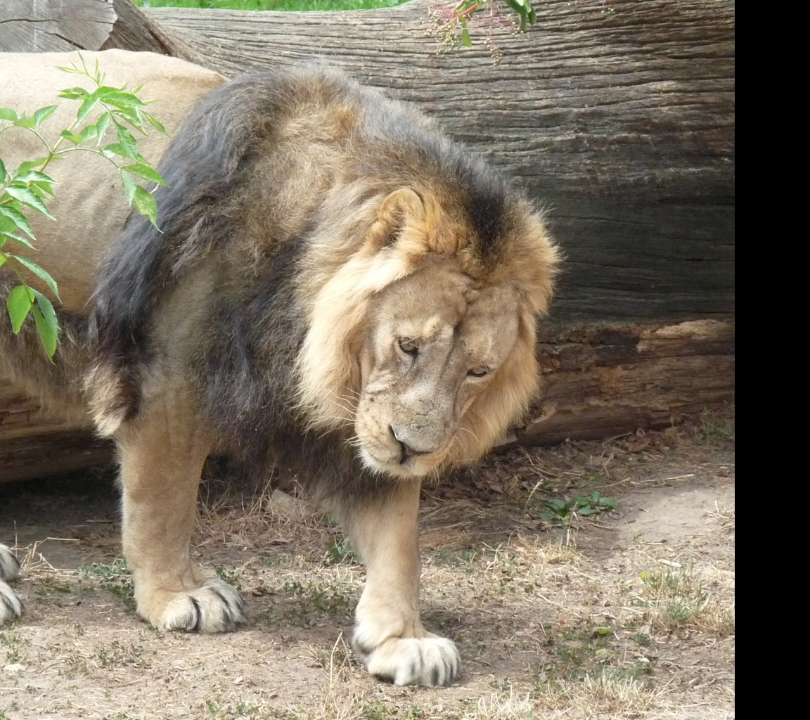 Tapeta lev_v_zoo