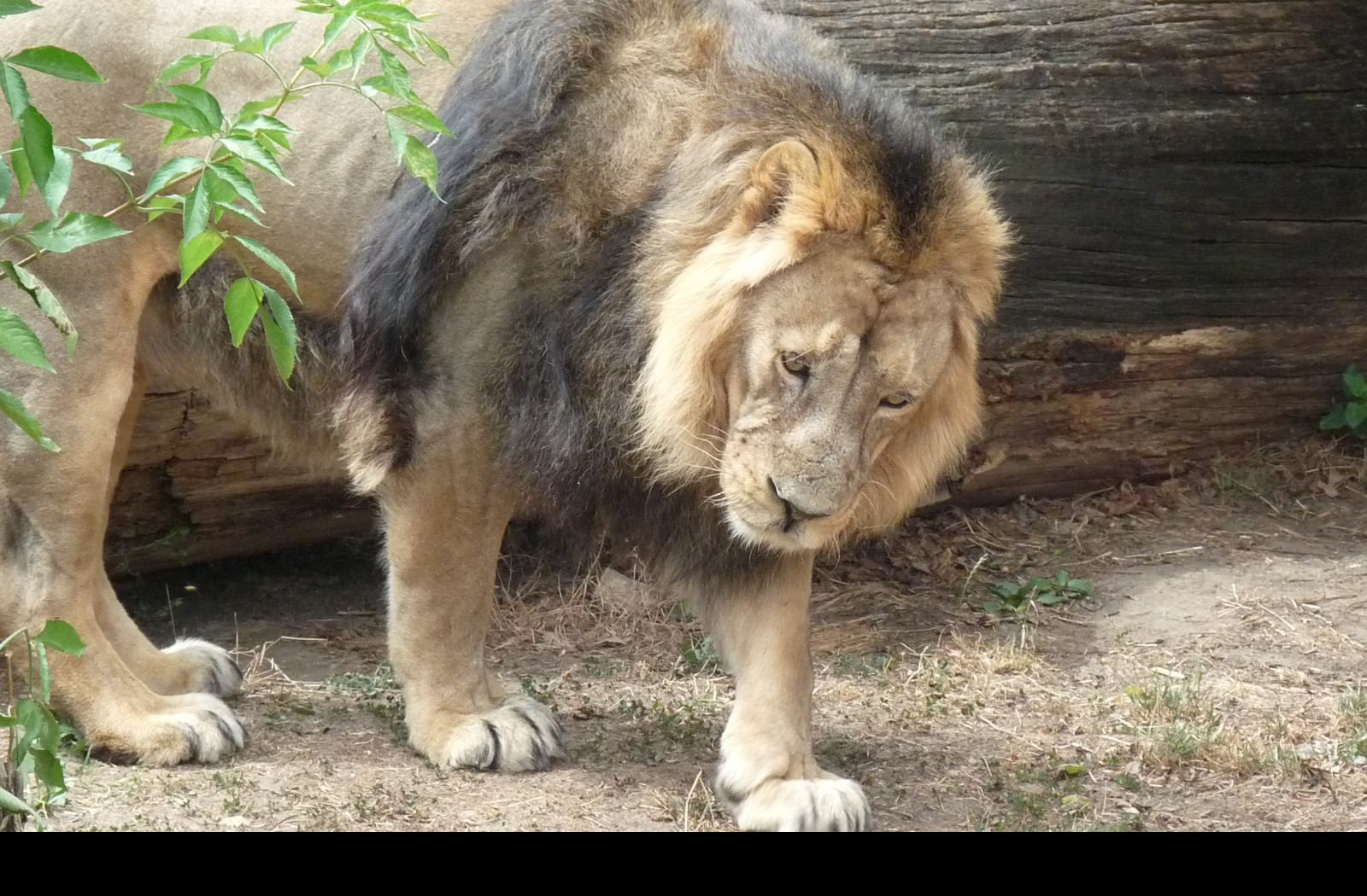 Tapeta lev_v_zoo