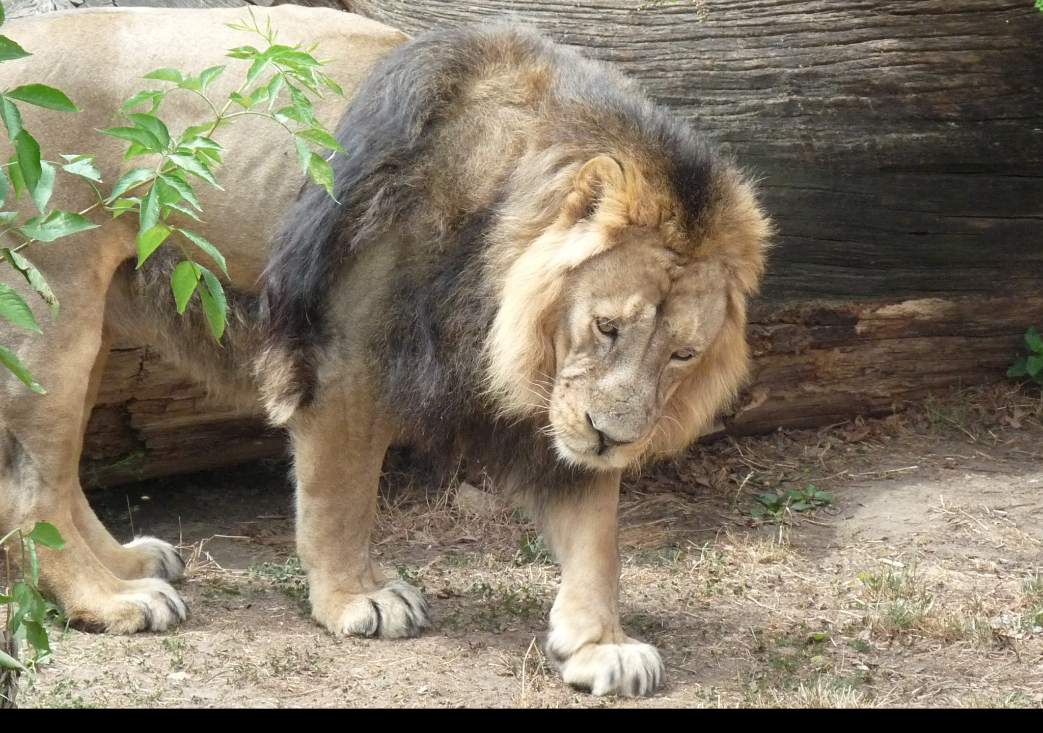 Tapeta lev_v_zoo