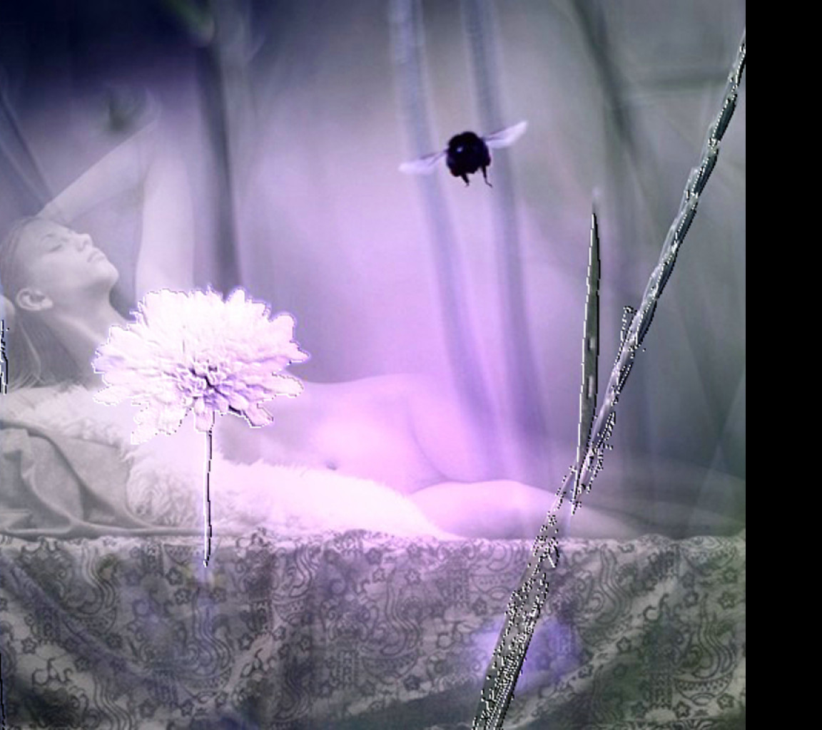 Tapeta lila_blues