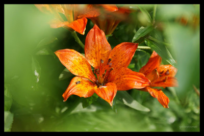 Tapeta: lilie oranžová