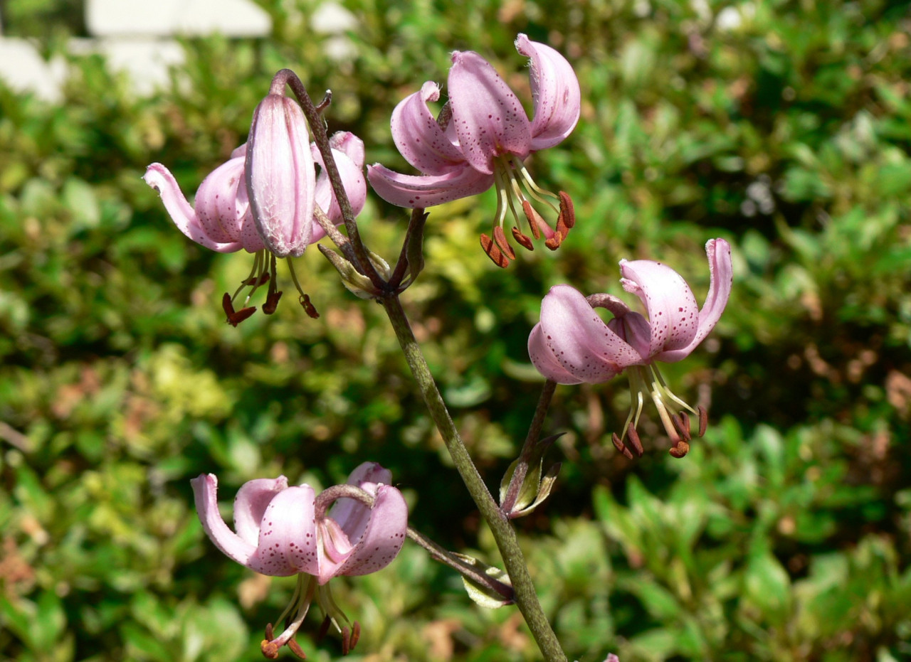 Tapeta lilium_cernuum