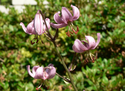 Tapeta: Lilium cernuum