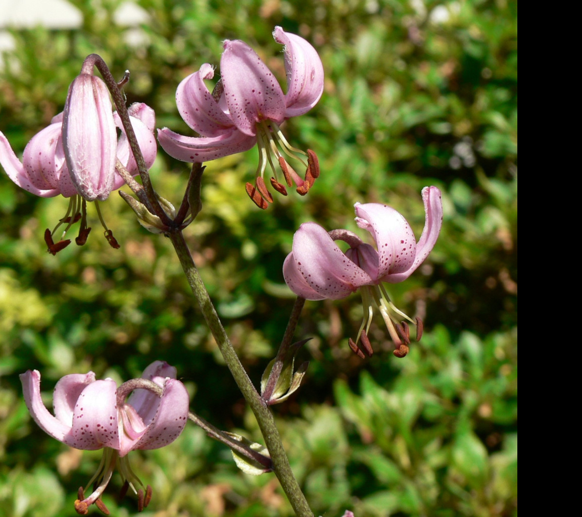 Tapeta lilium_cernuum