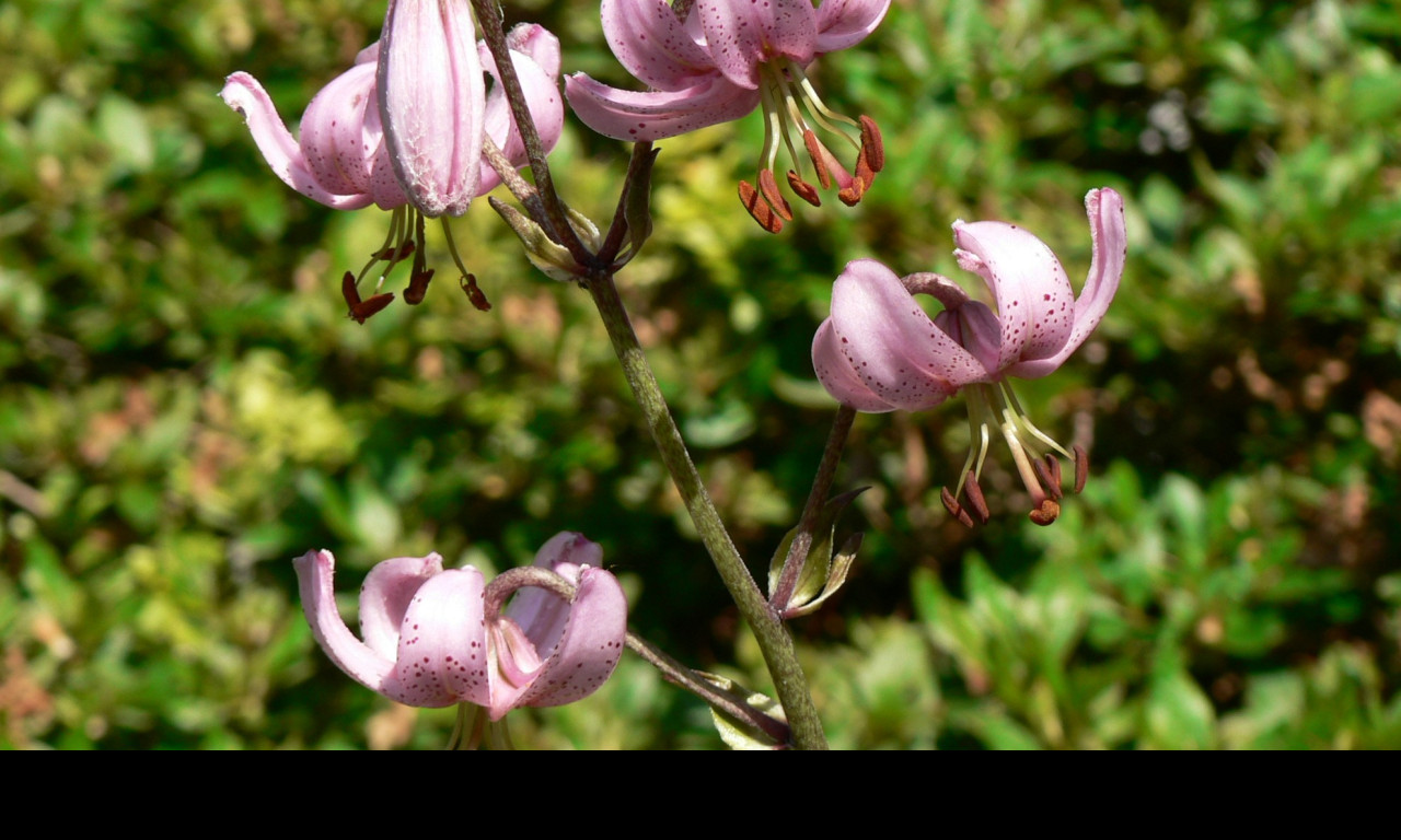 Tapeta lilium_cernuum