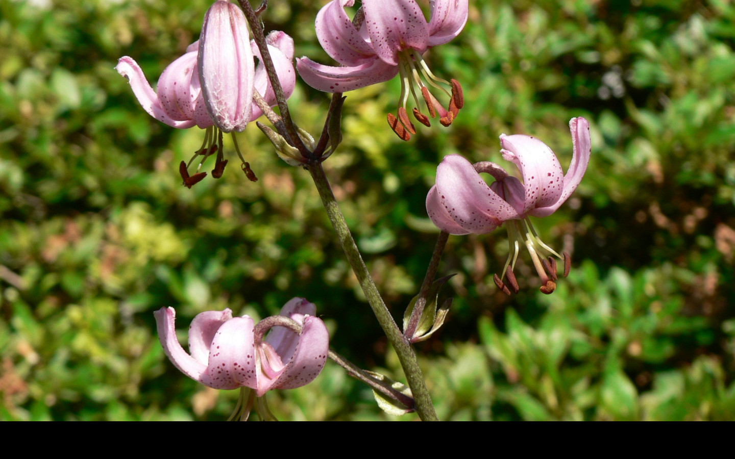 Tapeta lilium_cernuum