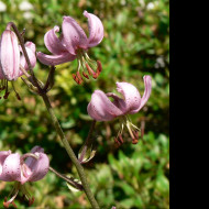 Tapeta lilium_cernuum