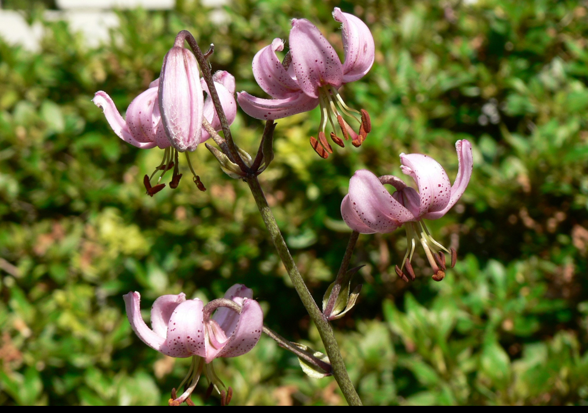 Tapeta lilium_cernuum