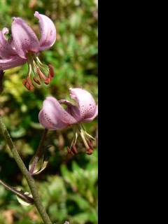 Tapeta lilium_cernuum