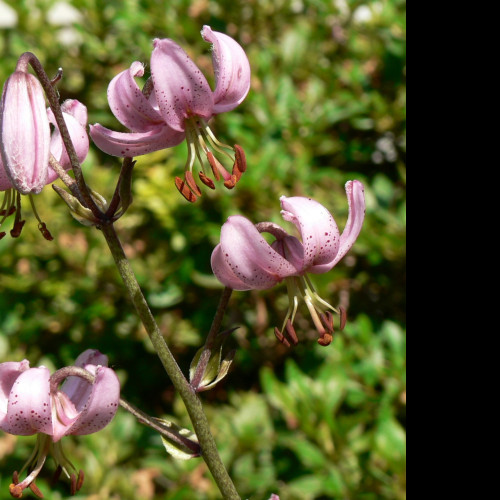 Tapeta lilium_cernuum