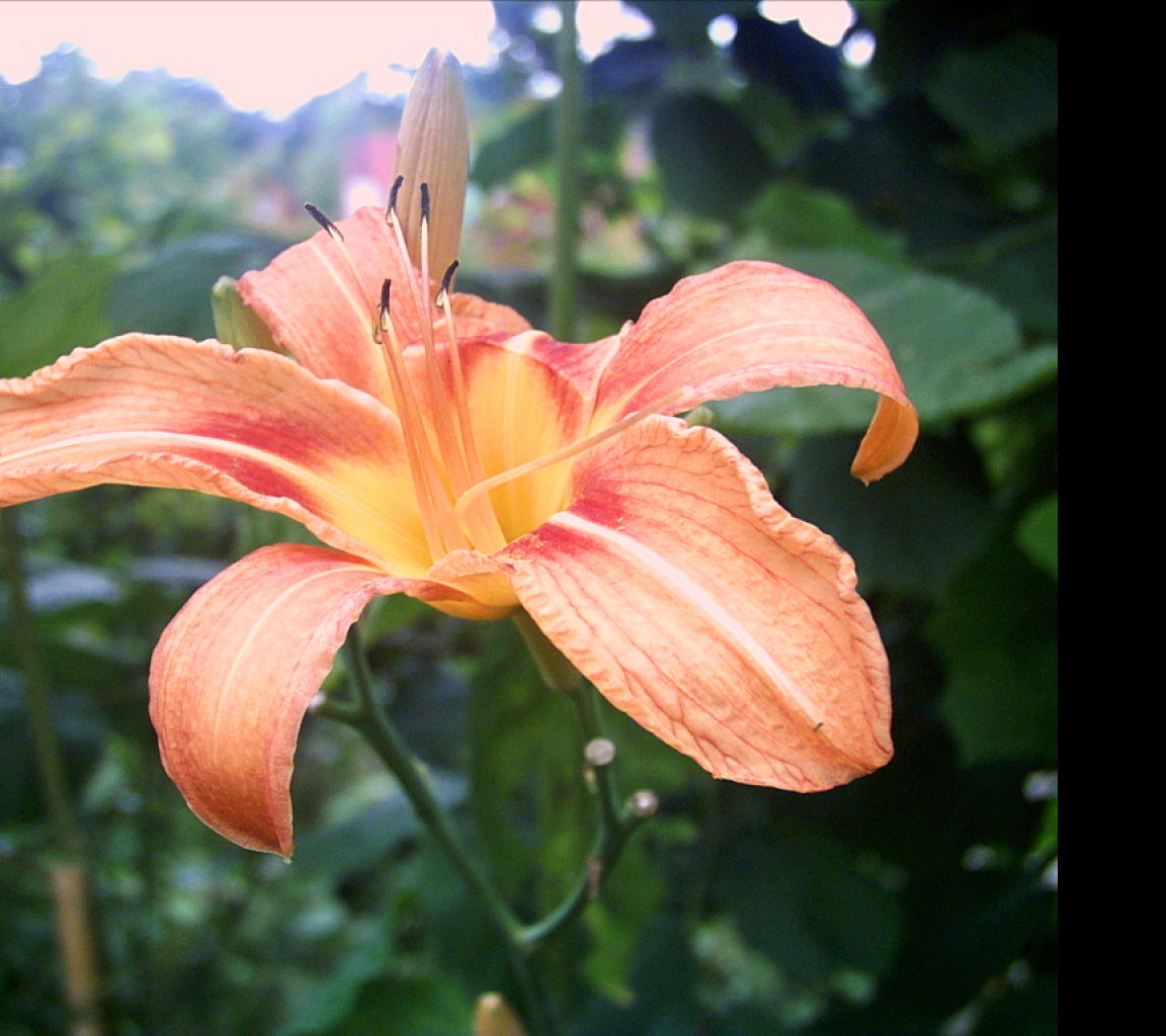 Tapeta lillia