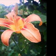 Tapeta lillia