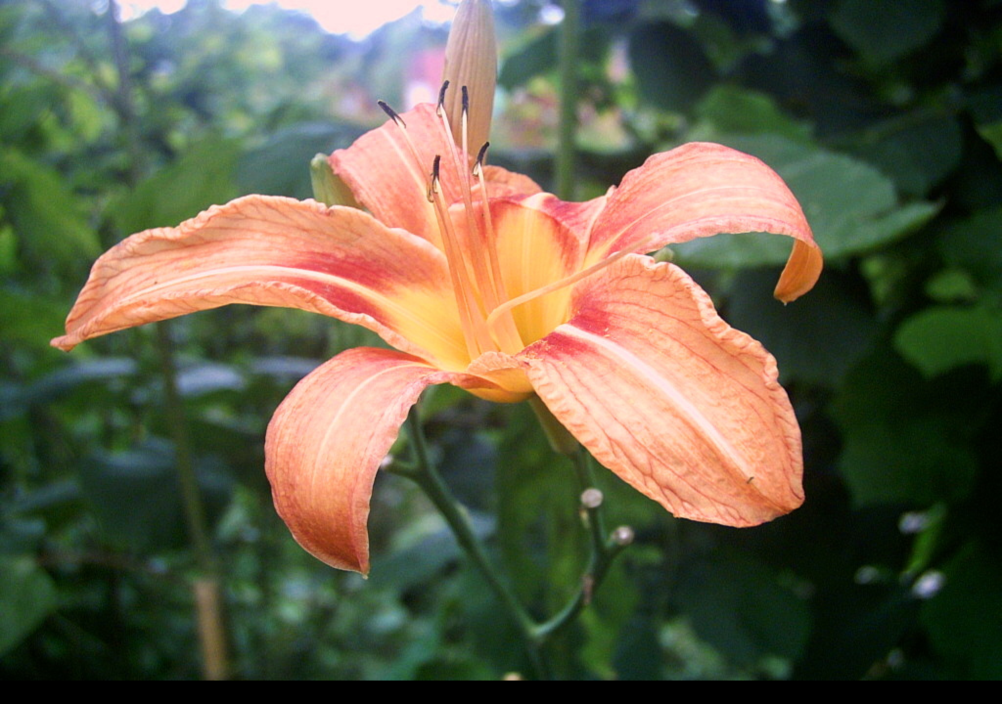 Tapeta lillia
