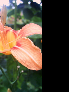 Tapeta lillia