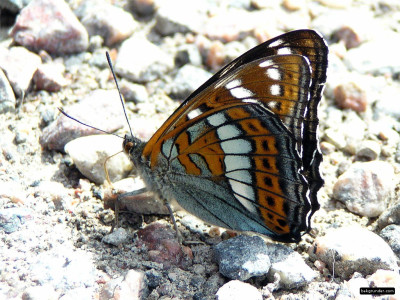 Tapeta: Limenitis populi