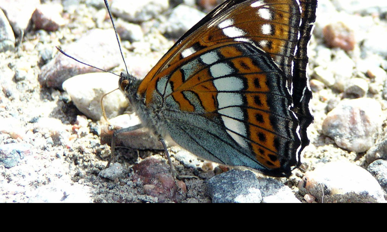 Tapeta limenitispopuli